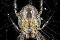 Araneus_diadematus_D7665_Z_88_Oeverlanden_Nederland