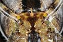 Araneus_diadematus_D7666_Z_88_Oeverlanden_Nederland