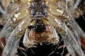 Araneus_diadematus_D7667_Z_86_Oeverlanden_Nederland