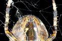 Araneus_diadematus_D7668_Z_84_Oeverlanden_Nederland