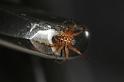 Araneus_diadematus_D8251_Z_88_Ooij_Nederland