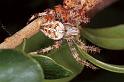 Araneus_diadematus_F0208_Z_80_Badhoevedorp_Nederland