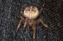 Araneus_diadematus_F0254_Z_85_Utrecht_Nederland