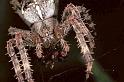 Araneus_diadematus_F0256_Z_90_Utrecht_Nederland