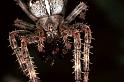 Araneus_diadematus_F0257_Z_90_Utrecht_Nederland
