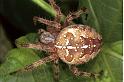Araneus_diadematus_F0258_Z_87_Bennebroek_Nederland