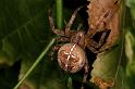 Araneus_diadematus_F0260_Z_87_Bennebroek_Nederland