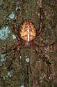 Araneus_diadematus_F0312_Z_90_Veenendaal_Nederland