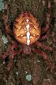 Araneus_diadematus_F0313_Z_90_Veenendaal_Nederland