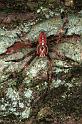 Araneus_diadematus_F0314_Z_90_Veenendaal_Nederland