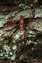 Araneus_diadematus_F0315_Z_90_Veenendaal_Nederland