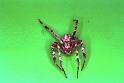 Araneus_diadematus_F1998_Z_75_Veenendaal_Nederland