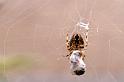 Araneus_diadematus_P0048_Z_78_Veenendaal_Nederland