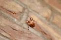 Araneus_diadematus_P0053_Z_90_Veenendaal_Nederland