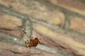 Araneus_diadematus_P0054_Z_90_Veenendaal_Nederland