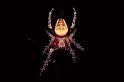 Araneus_diadematus_P0218_Z_80_Badhoevedorp_Nederland