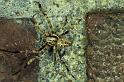 Araneus_diadematus_P0303_Z_85_Badhoevedorp_Nederland