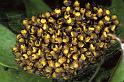 Araneus_diadematus_P0860_Z_90_Soube_Frankrijk