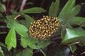 Araneus_diadematus_P0861_O_88_-_Frankrijk