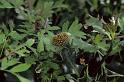 Araneus_diadematus_P0862_O_85_-_Frankrijk