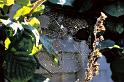 Araneus_diadematus_P1012_Z_78_Badhoevedorp_Nederland