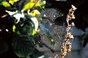 Araneus_diadematus_P1013_Z_75_Badhoevedorp_Nederland