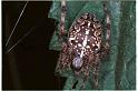 Araneus_diadematus_RF0041_O_75_Utrecht_Nederland