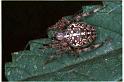 Araneus_diadematus_RF0042_O_82_Utrecht_Nederland