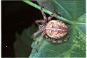 Araneus_diadematus_RF0061_O_80_Bennebroek_Nederland