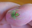 Araneus_eburneiventris_D3139_Z_80_Sydney_Australie