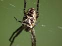 Araneus_eburnus_D6231_Z_86_Brisbane_Australie