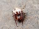 Araneus_eburnus_D6299_Z_84_Brisbane_Australie