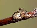 Araneus_eburnus_D6313_Z_88_Brisbane_Australie