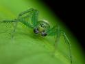 Araneus_praesignis_D6322_Z_87_Brisbane_Australie
