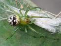 Araneus_praesignis_D6967_Z_88_Brisbane_Australie