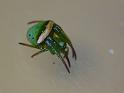 Araneus_psittacinus_D6832_Z_86_Brisbane_Australie