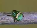 Araneus_psittacinus_D6834_Z_88_Brisbane_Australie