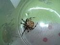 Araneus_quadratus_D3146_Z_88_-_-