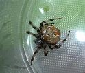 Araneus_quadratus_D3164_Z_75_-_-