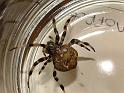 Araneus_quadratus_D3165_Z_75_-_-