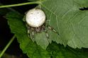 Araneus_quadratus_D3885_Z_88_Kaaihoeve_Belgie