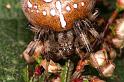 Araneus_quadratus_D5892_Z_90_Badhoevedorp_Nederland