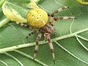 Araneus_quadratus_F2260_Z_85_Izegem_Belgie