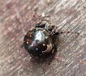 Araneus_rotundulus_D6283_Z_85_Brisbane_Australie