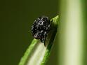 Araneus_rotundulus_D6609_Z_82_Brisbane_Australie