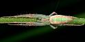 Araneus_talipedatus_D5795_Z_85_Perth_Australie