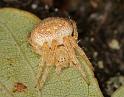 Araniella_ZZXYX_D5883_Z_88_Badhoevedorp_Nederland
