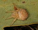 Araniella_ZZXYX_D5884_Z_90_Badhoevedorp_Nederland