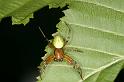 Araniella_cucurbitina_D4806_Z_89_-_Frankrijk