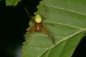 Araniella_cucurbitina_D4807_Z_88_-_Frankrijk